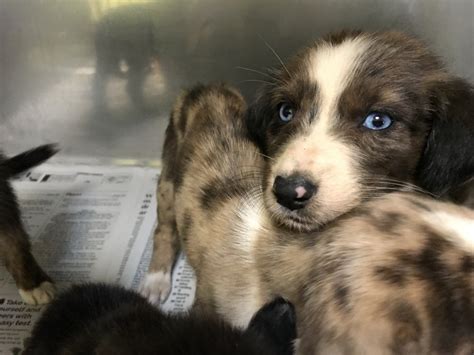 Walker County Animal Hospital: A Comprehensive Guide to Animal Care in Jasper, AL