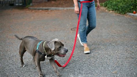 Walking Your Dog on a Short Leash: A Comprehensive Guide