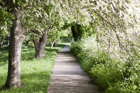 Walking with Spring Reader