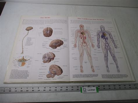 Wall Chart Of Human Anatomy Book