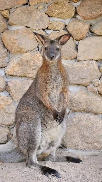 Wallabies: Exploring the Marvelous Marsupials of Australia