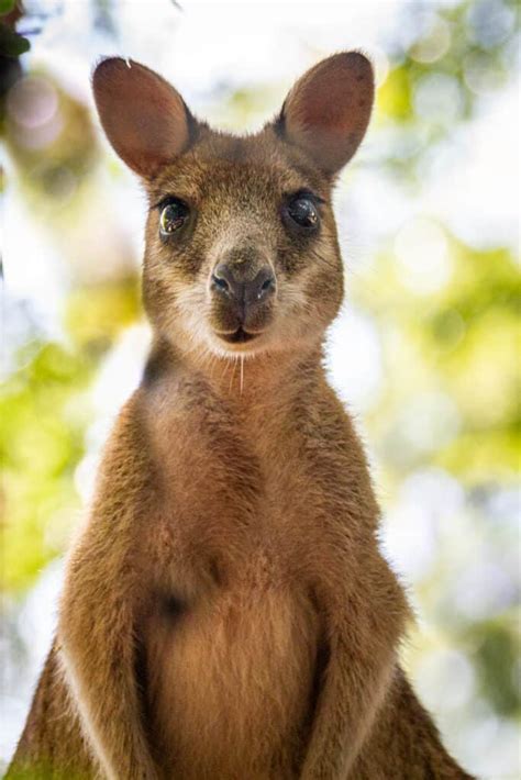 Wallabies: The Agile and Endearing Marsupials