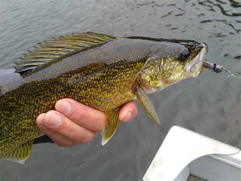 Walleye Habitats: A Guide to Finding Fishing Hotspots