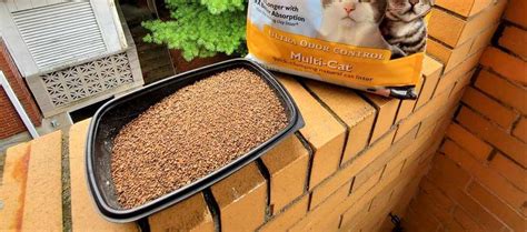 Walnut Cat Litter for Small Spaces: The Ultimate Guide