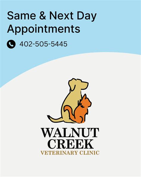 Walnut Creek Veterinary Clinic: 4 Helpful Tips for Choosing the Right Vet