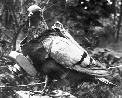 War Pigeon Reader