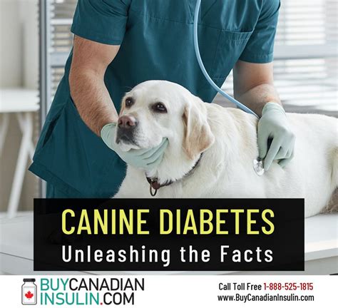 War on Diabetes: Unleashing a Canine Arsenal