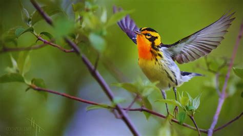 Warblers: Symphony of Song