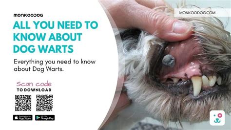 Warts on Dog Paws: A Comprehensive Guide for Pet Owners