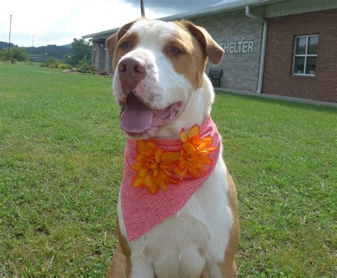 Washington County TN Animal Shelter: Saving Lives, One Paw at a Time