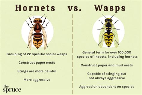 Wasps in Singapore: 10 things you need to know