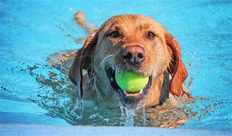 Water Activities for Dogs for a Fun and Refreshing Summer