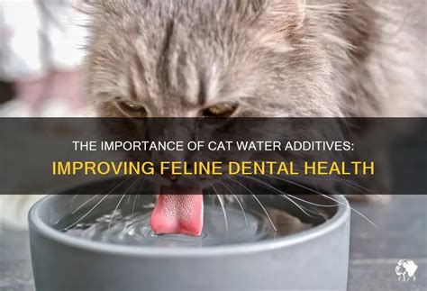 Water Additive for Cat Dental Health: The Ultimate Guide to a Healthy Smile