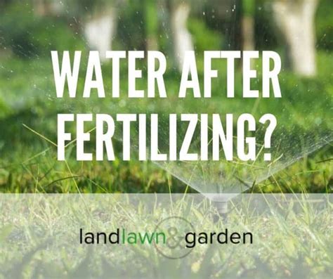 Water After Fertilizing: All You Need to Know