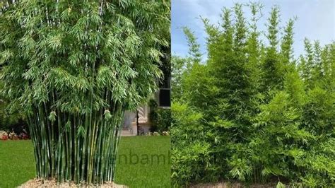 Water Bamboo: A Plant with Endless Potential