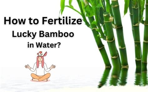 Water Bamboo Fertilizer: A Comprehensive Guide to Boosting Plant Growth