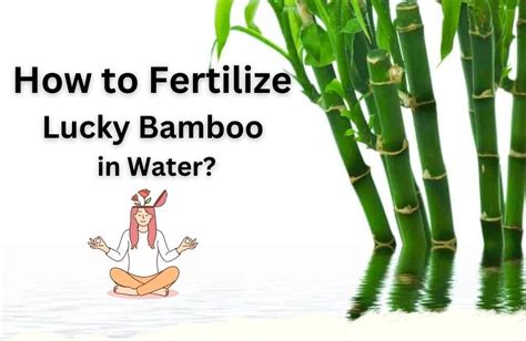 Water Bamboo Fertilizer: A Guide to 10,000+ Amazing Benefits