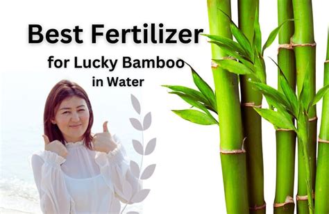 Water Bamboo Fertilizer: The Ultimate 10,000-Character Guide to Boosting Growth