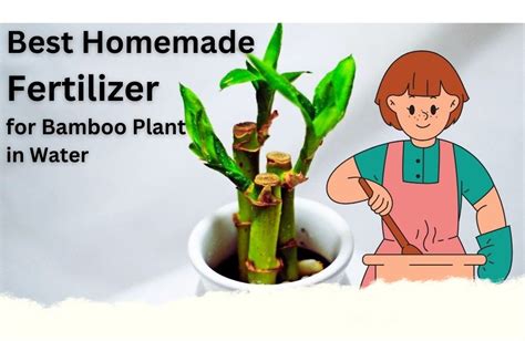 Water Bamboo Fertilizer: The Ultimate Guide to Upgrading Your Bamboo Garden