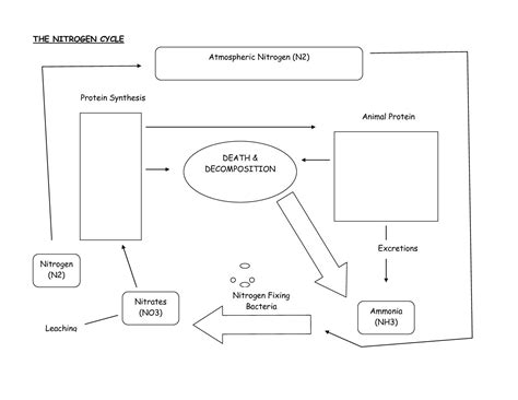 Water Carbon Nitrogen Cycle Color Sheet Answers PDF