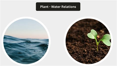 Water relations: