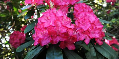 Water the rhododendron well before fertilizing it.