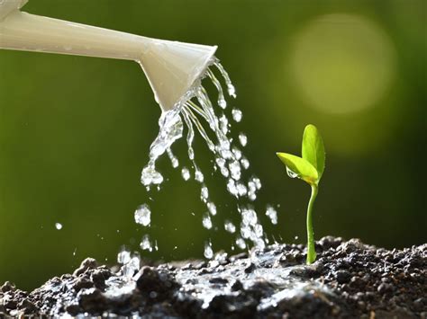 Water your palm plant regularly.