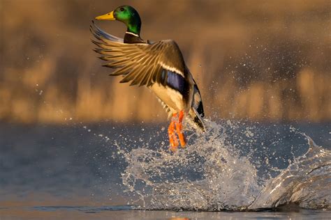 Waterfowl Hunting Duck Epub