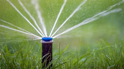 Watering After Fertilizing: An In-Depth Guide