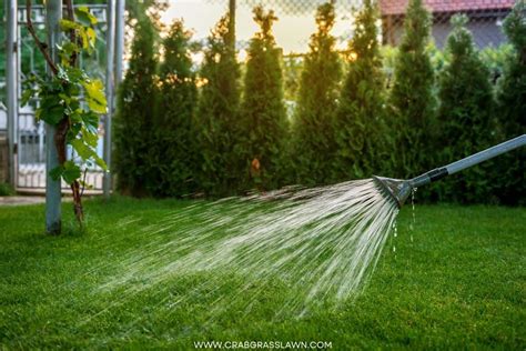 Watering After Fertilizing: The 4-1-1 Rule