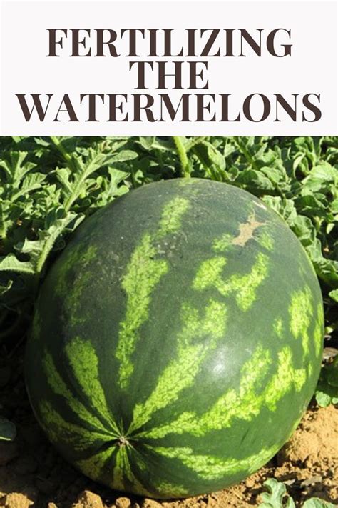 Watermelon Fertilizer: The Ultimate 15-Point Guide to Boost Your Watermelon Harvest