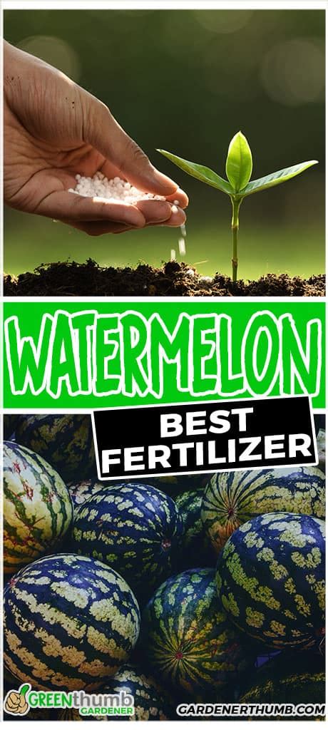 Watermelon Fertilizer Schedule: Your Step-by-Step Guide to Grow Lush, Flavorful Melons