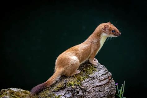 Weasel Characteristics and Behavior