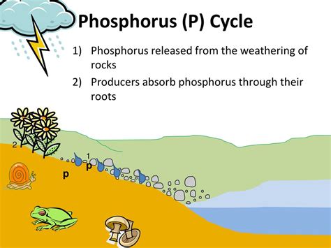 Weathering of Rocks Can Release Phosphorus by What and Snow