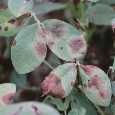 Web Blotch Disease of Groundnut Doc