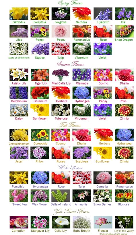 Wedding Flower Season Chart