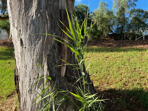 Weed Control: A Constant Battle