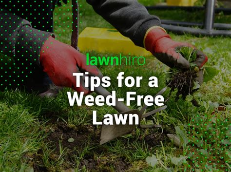 Weed Control Fertilizer: Achieving a Lush, Weed-Free Lawn in 2023