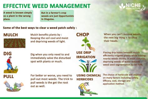 Weed Management PDF