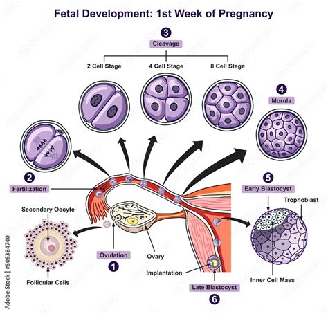 Weeks 1-4: Fertilization and Embryonic Development