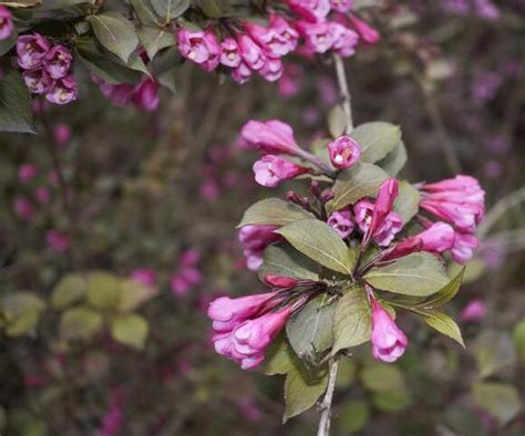 Weigela Fertilizer: 101 for Your Flowering Superstar