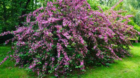 Weigela Fertilizer: A Comprehensive Guide to Feeding Your Shrubs