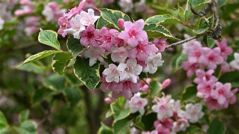 Weigela Fertilizer: A Comprehensive Guide to Nurturing Your Shrubs