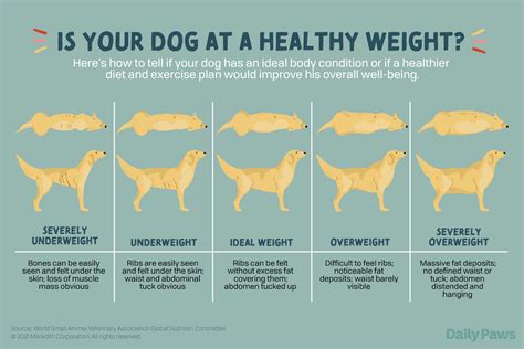 Weight Chart For Dogs