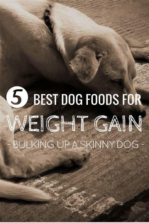 Weight Gain Supplements for Dogs: The Ultimate Guide to Bulking Up Your Canine Companion