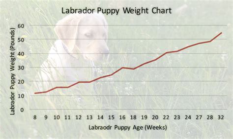 Weight Labrador Puppy Chart