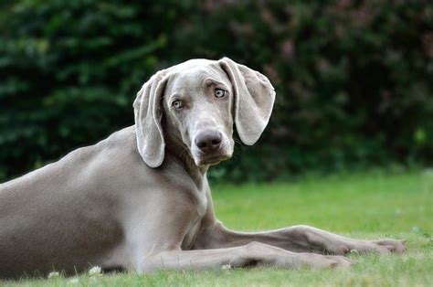 Weimaraner Retractable Including Tablets More Reader