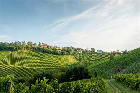 Weingut Tement