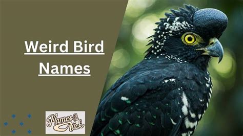 Weird Bird Names That Sound Like a Joke But Are Real
