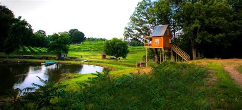 Welcome to Treehouse Vineyard: Your North Carolina Oasis